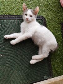 Gattini