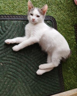 Gattini