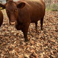 Mucca Red Angus di 3 anni già inseminata