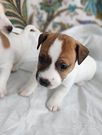 Jack Russell Terrier 
