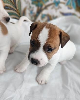 Jack Russell Terrier 