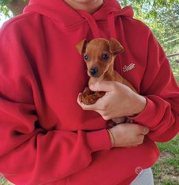 Pinscher maschio due mesi