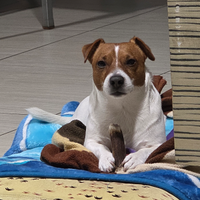 Jack Russel per monta accoppiamento cuccioli