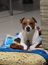 Jack Russel per monta accoppiamento cuccioli