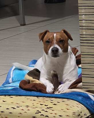 Jack Russel per monta accoppiamento cuccioli