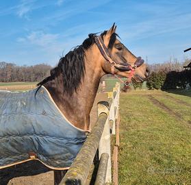 Cavallo castrone cruzado 5 anni