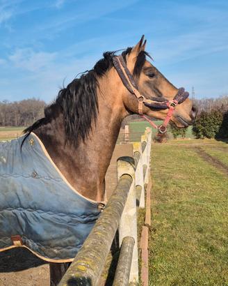 Cavallo castrone cruzado 5 anni