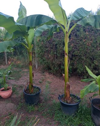 Banani