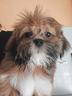 lhasa-apso