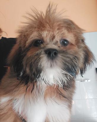 Lhasa apso