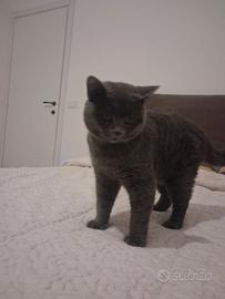 Animali