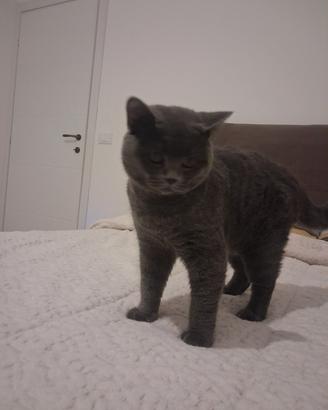 Animali