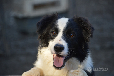 Border collie cucciolone