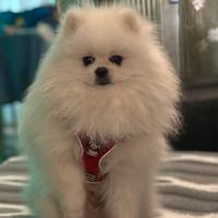 Volpino di pomerania spitz nano