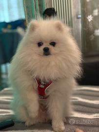 Volpino di pomerania spitz nano