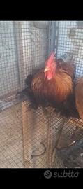 gallo cocincina 