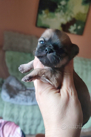 Chihuahua linea russa