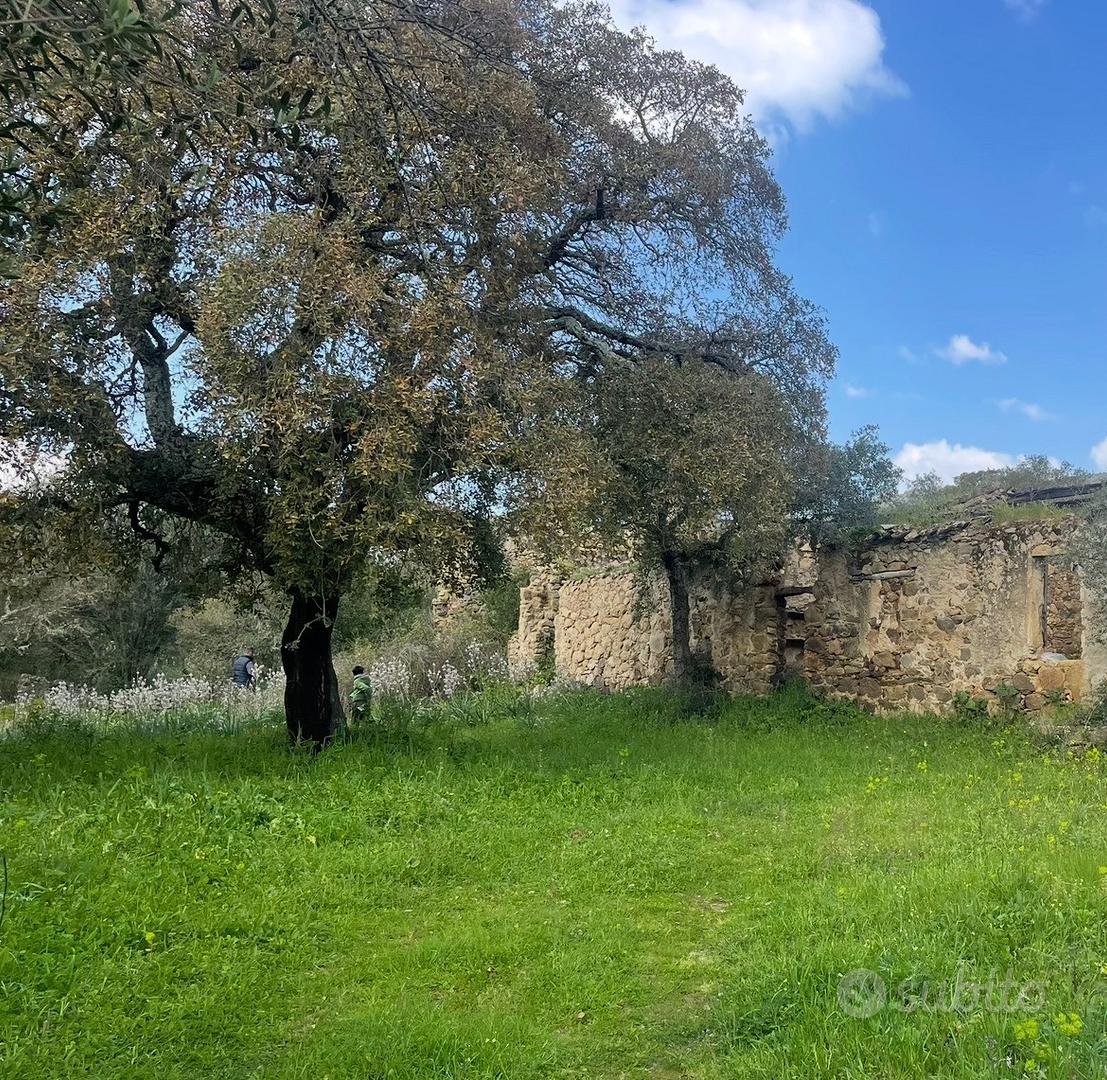 Sughereto in Sardegna - Vista 3