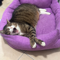 Gatto adulto