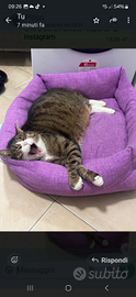 Gatto adulto
