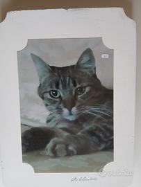 quadro-foto "gatto"