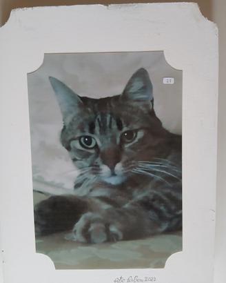 quadro-foto "gatto"