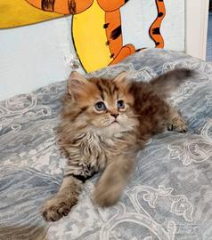 Cuccioli gatti