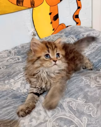 Cuccioli gatti