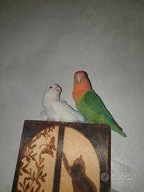 Inseparabili roseicollis