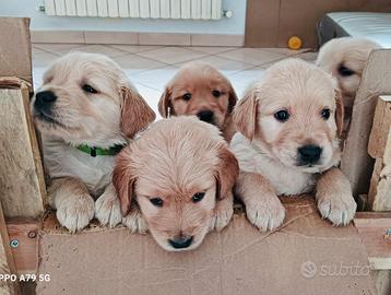 Cuccioli di golden retriever - linea angoamericana