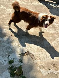 Border collie femmina