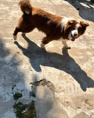 Border collie femmina