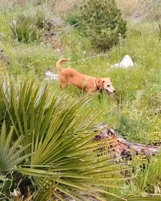 Cirneco segugia