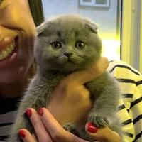 Scottish fold