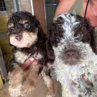 Cuccioli di Lagotto con Pedigree