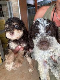 Cuccioli di Lagotto con Pedigree