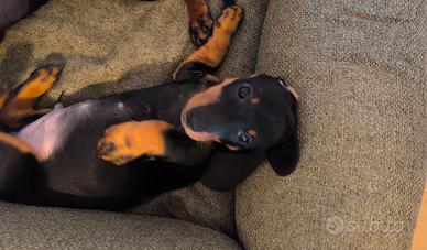 La vita è più allegra con un bassotto