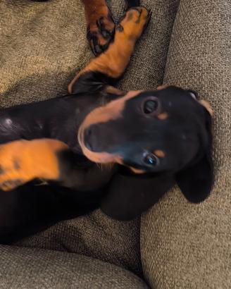 La vita è più allegra con un bassotto