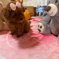 Barboncino (barbone ) mini toy Fulvo