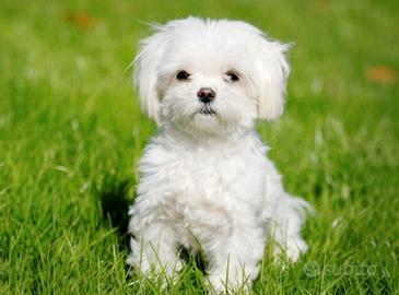 Cucciolo maltese maschio