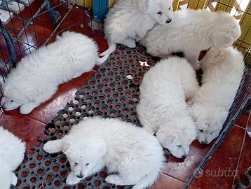 Cuccioli di pastore maremmano