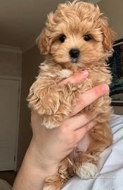MALTIPOO & MALTIPO CUCCIOLI - pag. personalizzato