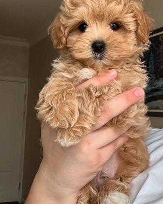 MALTIPOO & MALTIPO CUCCIOLI - pag. personalizzato