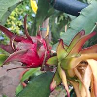 pitaya dragon fruit cereus
