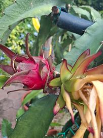 pitaya dragon fruit cereus