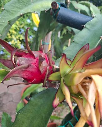 pitaya dragon fruit cereus
