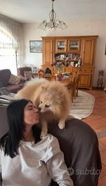 Pet sitter