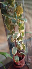 Ficus pianta d'interno alta 2x1metro