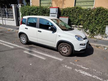 splendida panda ybrid