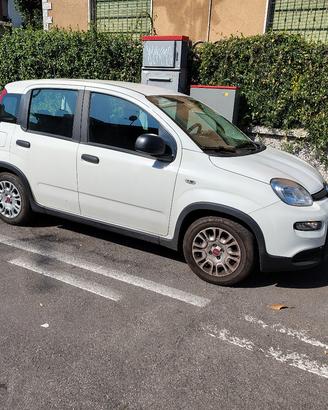 splendida panda ybrid